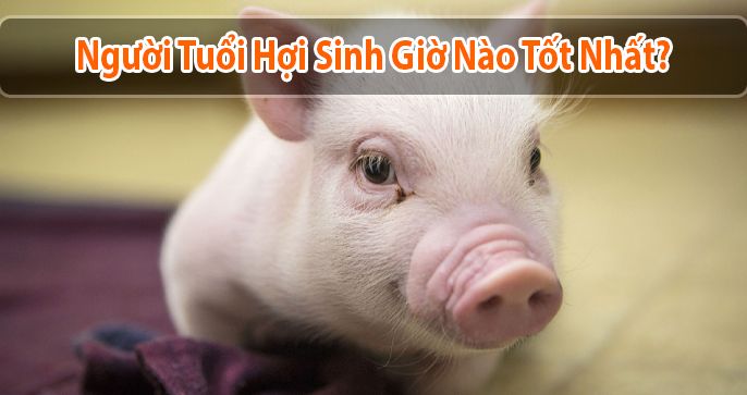 Tuổi Hợi sinh giờ nào tốt? - Những thông tin bổ ích về người tuổi Hợi
