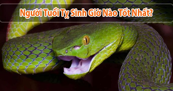 [Khám phá ngay] Tuổi Tỵ sinh giờ nào tốt nhất?