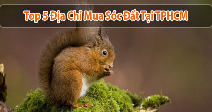 Top 5 địa chỉ mua sóc đất ở TPHCM uy tín, giá tốt