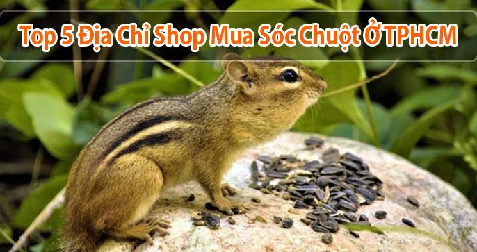 Top 5 địa chỉ shop mua sóc chuột ở TPHCM uy tín hiện nay