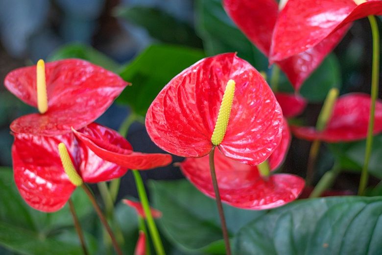 Top 5 cây nội thất cho phòng khách gia đình được ưa chuộng nhất