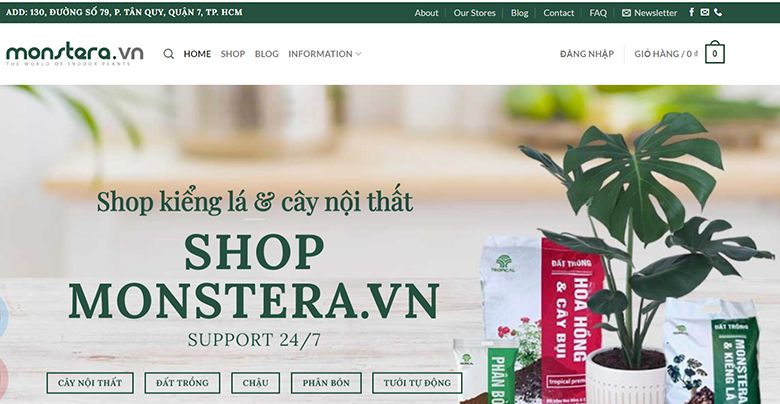 Top 5 cây nội thất cho phòng khách gia đình được ưa chuộng nhất