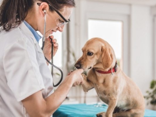 Top những phòng khám và bệnh viện thú y (VET) uy tín nhất quận 2