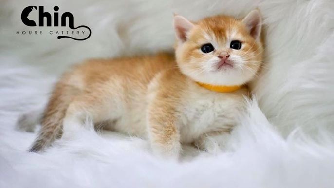 Top cửa hàng bán mèo tại TPHCM: 5 địa chỉ uy tín nhất