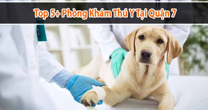 Top 5+ phòng khám thú y tại Quận 7 uy tín, tốt nhất