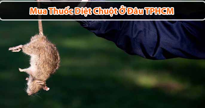 Mua thuốc diệt chuột ở đâu TPHCM chất lượng, giá tốt nhất
