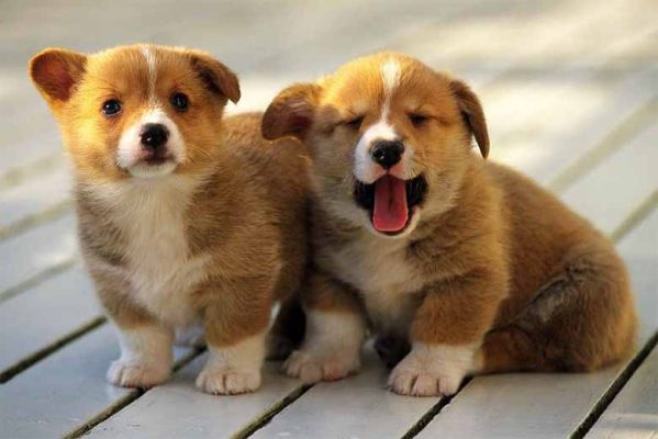 Nằm mơ thấy chó đánh con gì số mấy, báo hiệu điềm gì