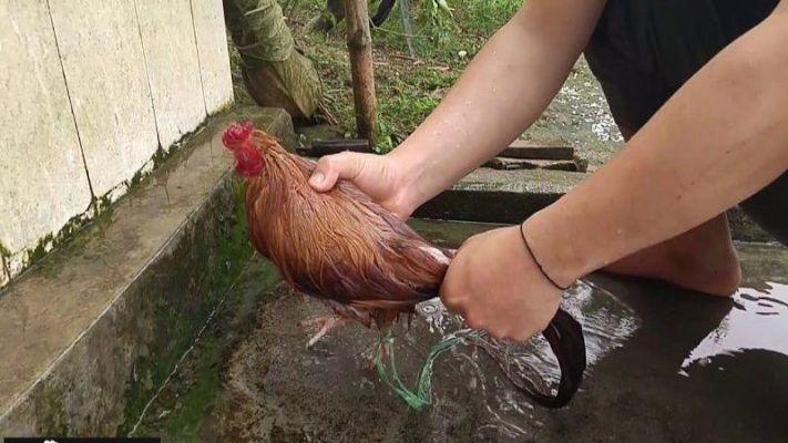 Phương pháp tắm gà chọi - Bí Quyết Om Gà Đỉnh Cao Cho Các Sư Kê