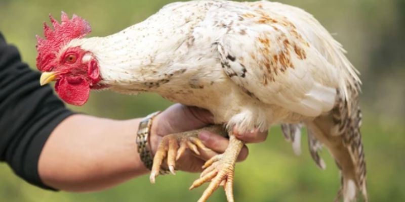 Gà 9 Cựa - Sính Lễ Cầu Hội Mỵ Nương Có Thật Ngoài Đời