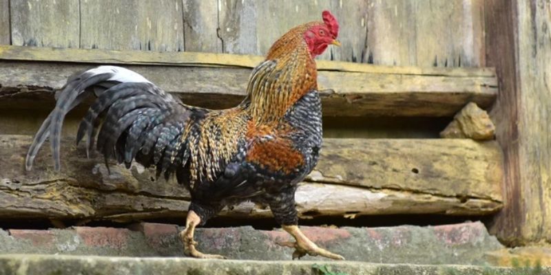 Gà 9 Cựa - Sính Lễ Cầu Hội Mỵ Nương Có Thật Ngoài Đời