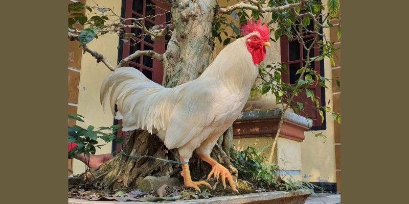 Gà 9 Cựa - Sính Lễ Cầu Hội Mỵ Nương Có Thật Ngoài Đời
