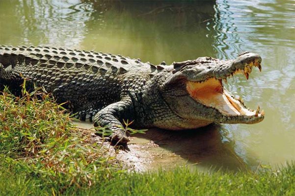 Cá sấu số mấy? Mơ thấy cá sấu có ý nghĩa gì trong tâm linh?