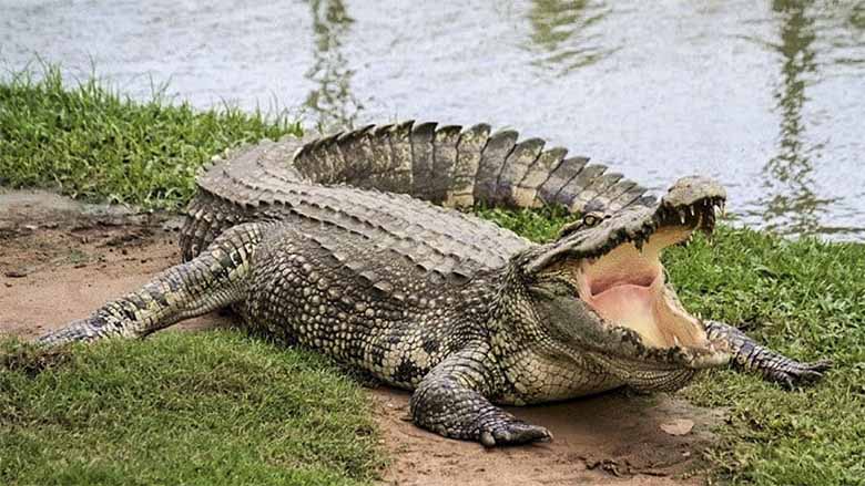 Cá sấu số mấy? Mơ thấy cá sấu có ý nghĩa gì trong tâm linh?