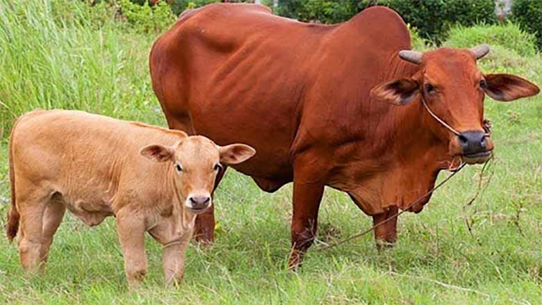Con bò số mấy? Hé lộ ý nghĩa tâm linh và con số phù hợp