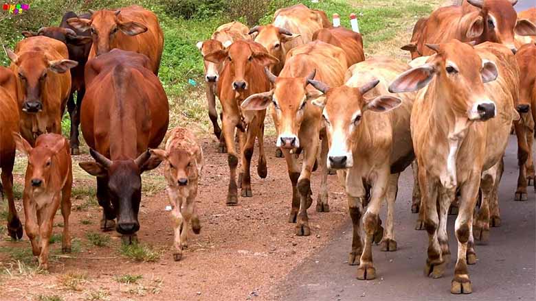 Con bò số mấy? Hé lộ ý nghĩa tâm linh và con số phù hợp