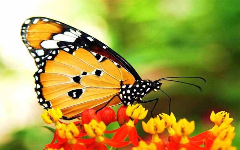 Con bướm số mấy? Mơ thấy bướm mang điềm báo tốt hay xấu?