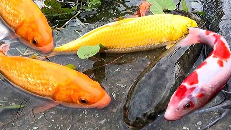 Con cá số mấy? Bật mí con số tương ứng giúp bạn gặp may