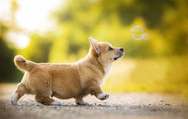 Con chó số mấy trong lô đề? Ý nghĩa giấc mơ thấy chó