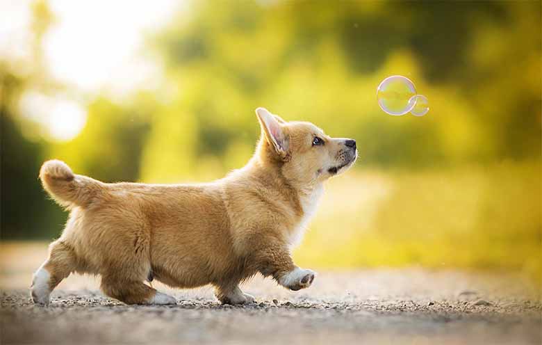 Con chó số mấy trong lô đề? Ý nghĩa giấc mơ thấy chó