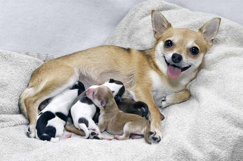Con chó số mấy trong lô đề? Ý nghĩa giấc mơ thấy chó