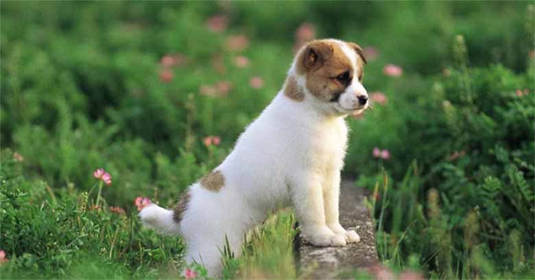 Con chó số mấy trong lô đề? Ý nghĩa giấc mơ thấy chó