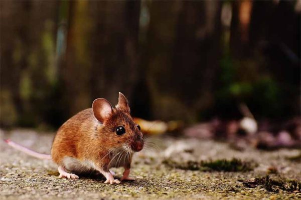 Con chuột số mấy? Giải mã giấc mơ thấy chuột là điềm gì?