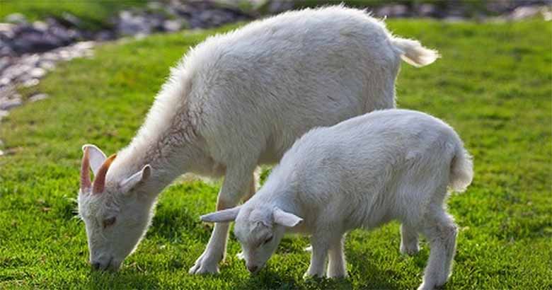 Con dê số mấy? Bật mí những con số may mắn khi mơ thấy dê