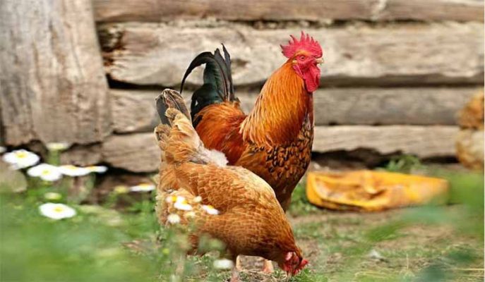 Con gà số mấy? Giải mã ý nghĩa con số may mắn của con gà