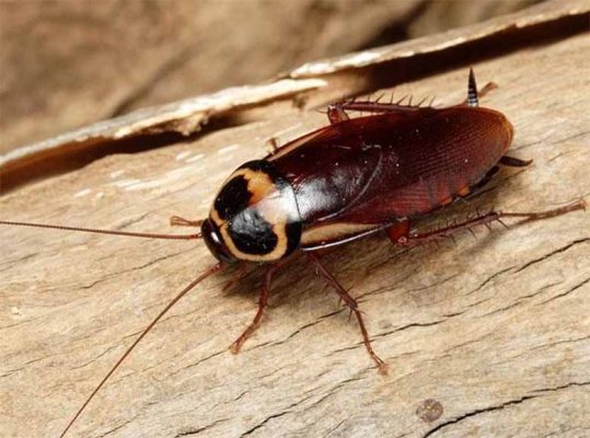 Con gián số mấy? Giải mã giấc mơ thấy gián và con số may mắn