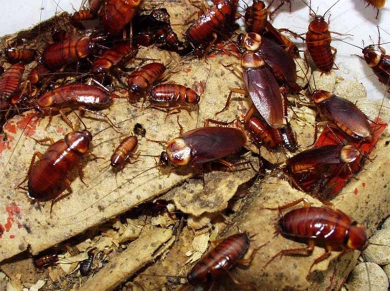 Con gián số mấy? Giải mã giấc mơ thấy gián và con số may mắn
