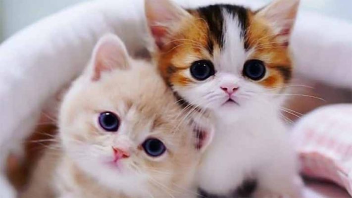 Con mèo số mấy? Mơ thấy mèo là điềm gì, hên hay xui?