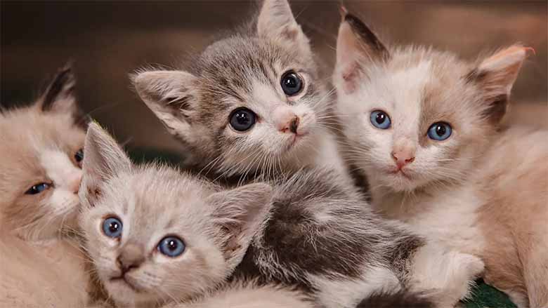 Con mèo số mấy? Mơ thấy mèo là điềm gì, hên hay xui?
