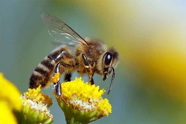 Con ong số mấy? Giải mã giấc mơ con ong mang đến điềm gì?