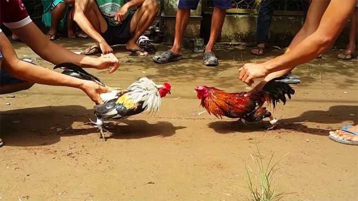 Đá gà là gì? Bí quyết chọn gà đá siêu hay cho người mới