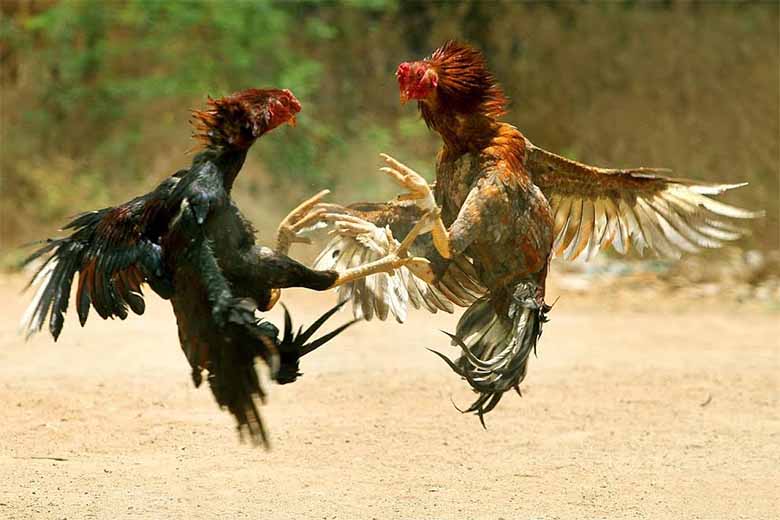 Gà chọi là gì? Tìm hiểu về giống gà đá phổ biến ở Việt Nam