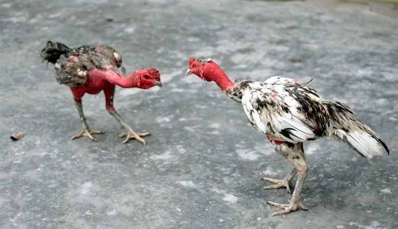 Gà chọi là gì? Tìm hiểu về giống gà đá phổ biến ở Việt Nam