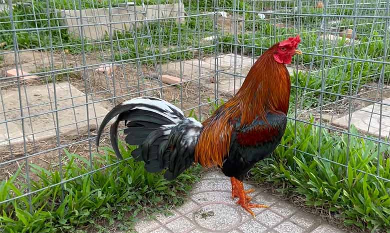 Gà chọi là gì? Tìm hiểu về giống gà đá phổ biến ở Việt Nam