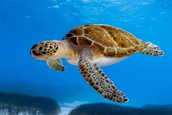 Mơ thấy rùa là điềm gì? gợi ý con số may mắn theo giấc mơ
