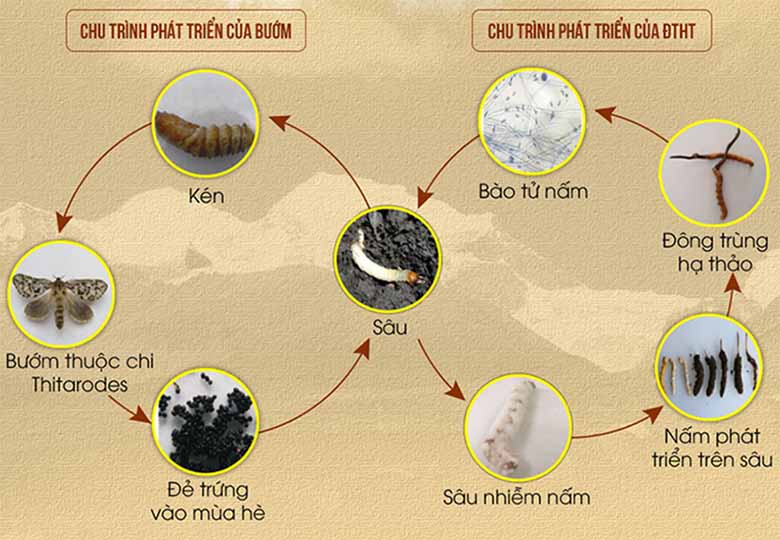 Top 5 Tác Dụng Đông Trùng Hạ Thảo Giúp Tăng Cường Sức Khỏe Hiệu Quả