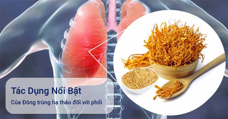 Top 5 Tác Dụng Đông Trùng Hạ Thảo Giúp Tăng Cường Sức Khỏe Hiệu Quả