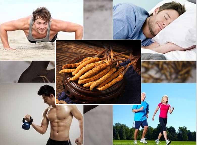 Top 5 Tác Dụng Đông Trùng Hạ Thảo Giúp Tăng Cường Sức Khỏe Hiệu Quả