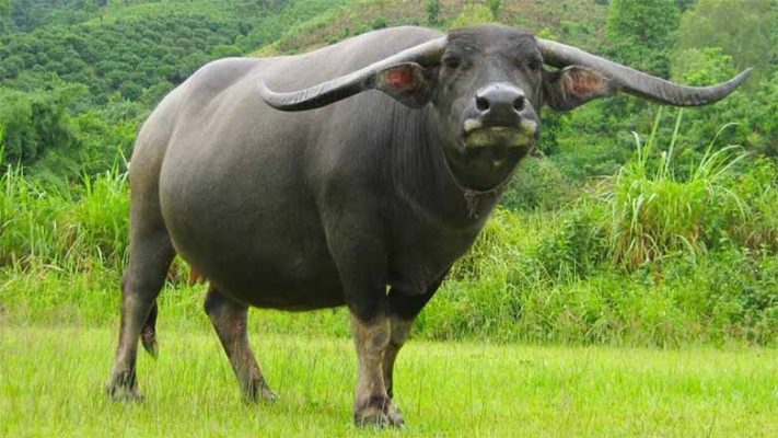Trâu số mấy? Mơ thấy trâu là điềm gì, tốt hay xấu?