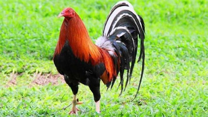 Nuôi gà đá có thực sự khó? Sự thật ít ai chia sẻ với người mới