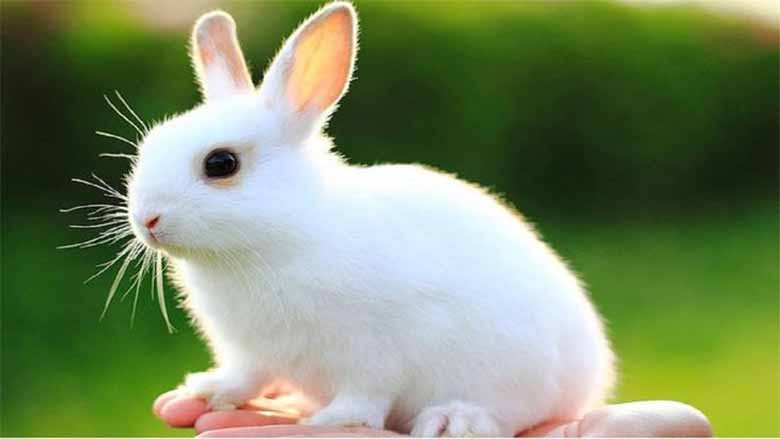 Mơ thấy con thỏ là hên hay xui? Đánh số nào phát tài?