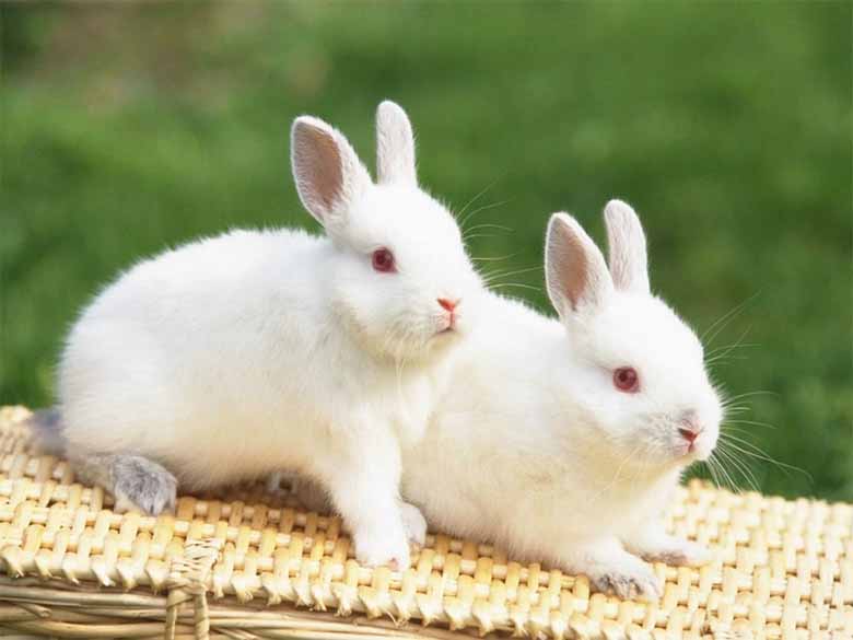 Mơ thấy con thỏ là hên hay xui? Đánh số nào phát tài?