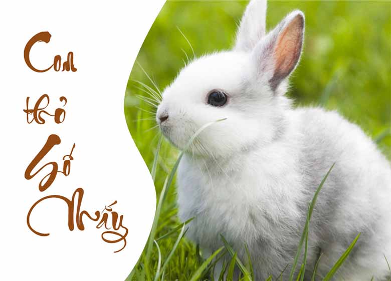 Mơ thấy con thỏ là hên hay xui? Đánh số nào phát tài?