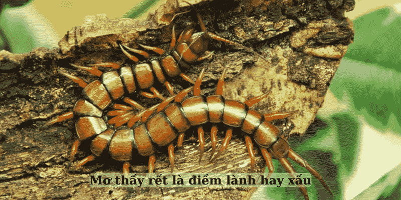 Nằm mơ thấy rết đánh số mấy? Giấc mộng về loài nhiều chân và con số ẩn sau nỗi sợ