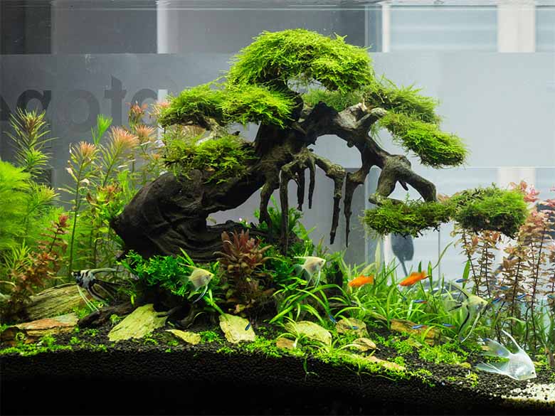 Lũa thủy sinh là gì? Cách chọn và bố trí đẹp mắt trong hồ cá